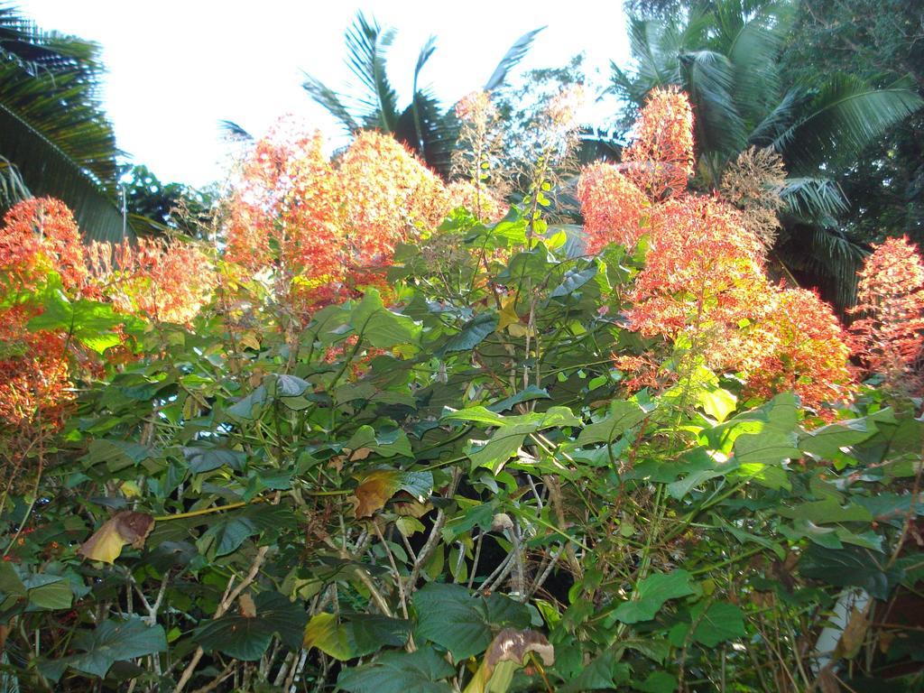 טקמק Cote Sud - Unique Villa & Bungalows Intendance Road חדר תמונה
